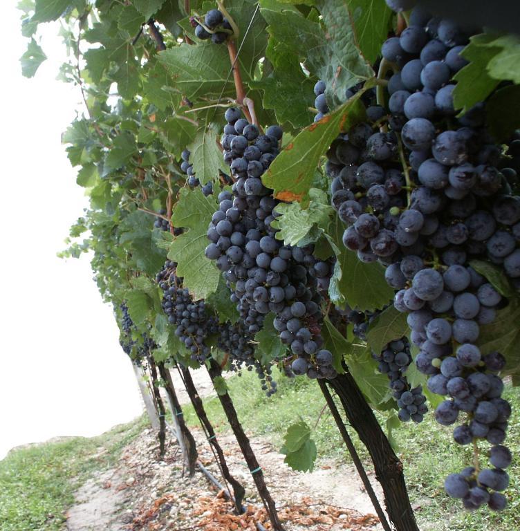 Agriturismo Colombarola Сона Экстерьер фото