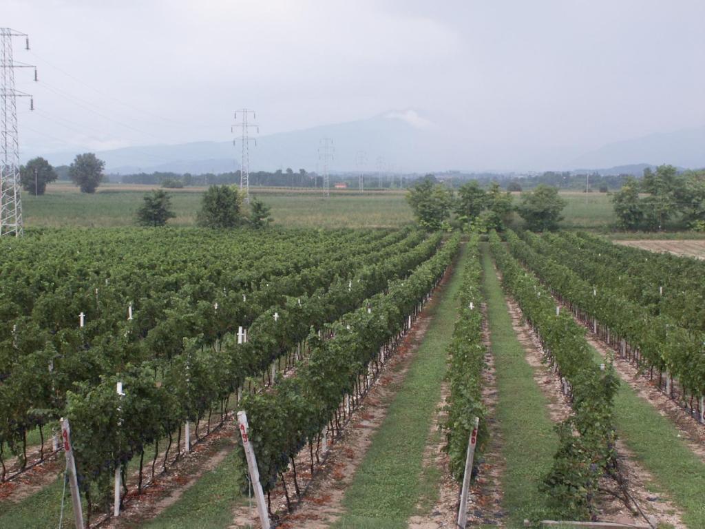 Agriturismo Colombarola Сона Экстерьер фото