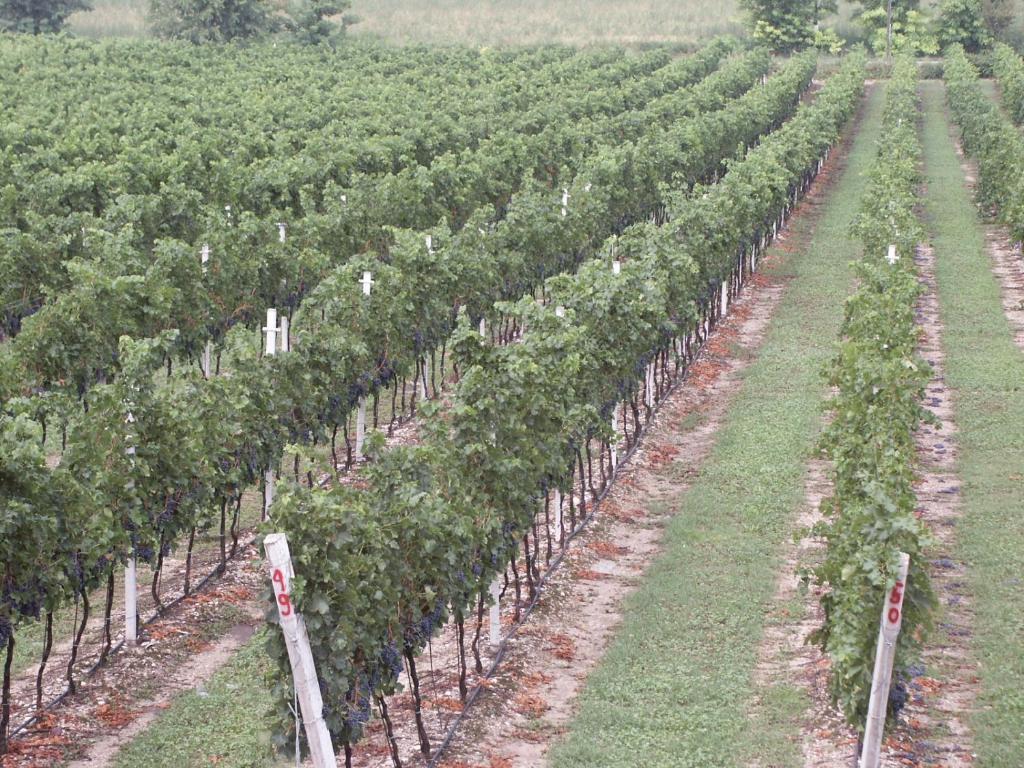 Agriturismo Colombarola Сона Экстерьер фото